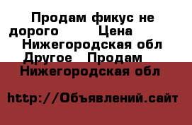 Продам фикус не дорого 2000 › Цена ­ 2 000 - Нижегородская обл. Другое » Продам   . Нижегородская обл.